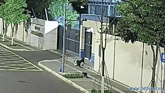 民警办完盗窃案发现外卖被狗偷走 加班遇“狗贼”