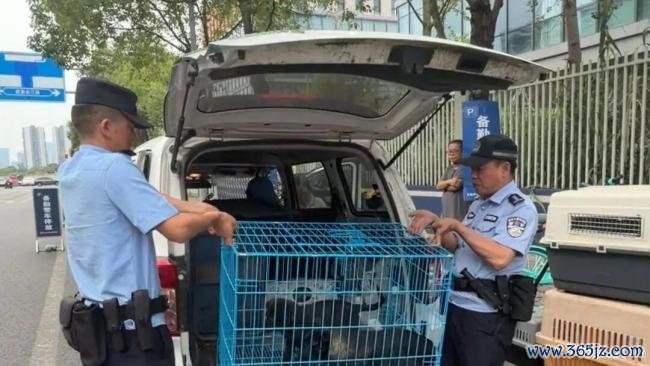民警办完盗窃案发现外卖被狗偷走 加班遇“狗贼”